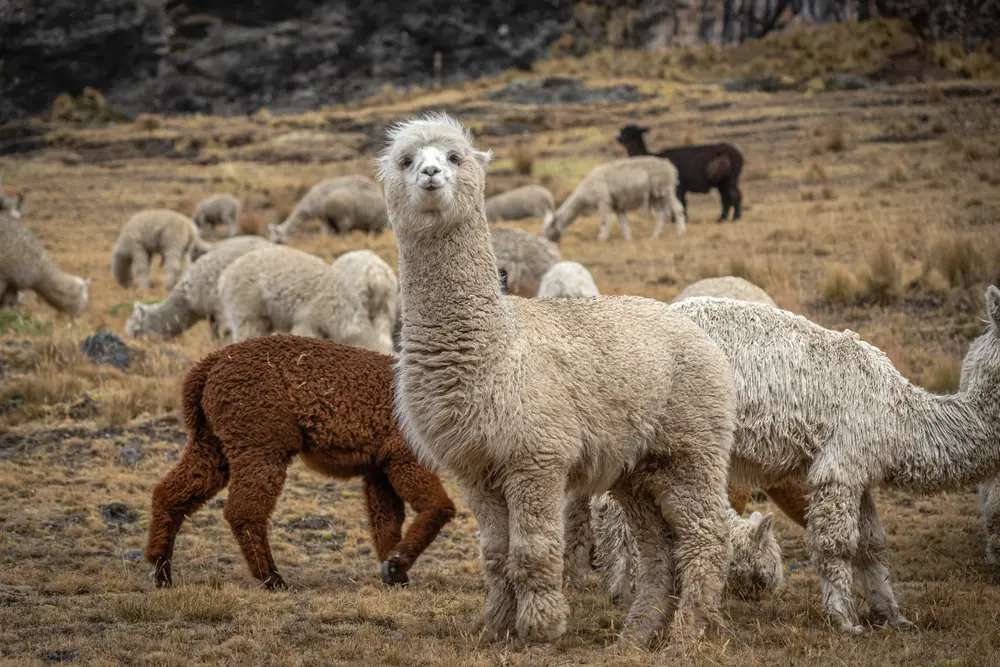 A curious alpaca and its herd on the high Andean grassland