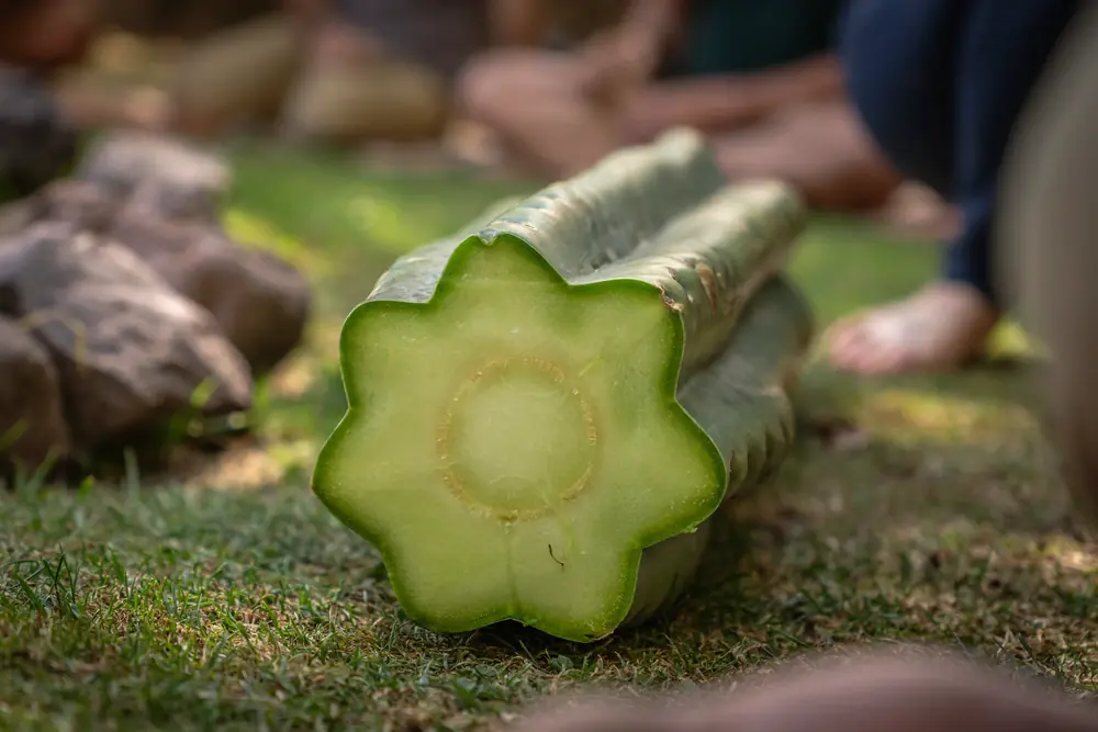 A cut section of cactus resting on the grass at the ceremony site