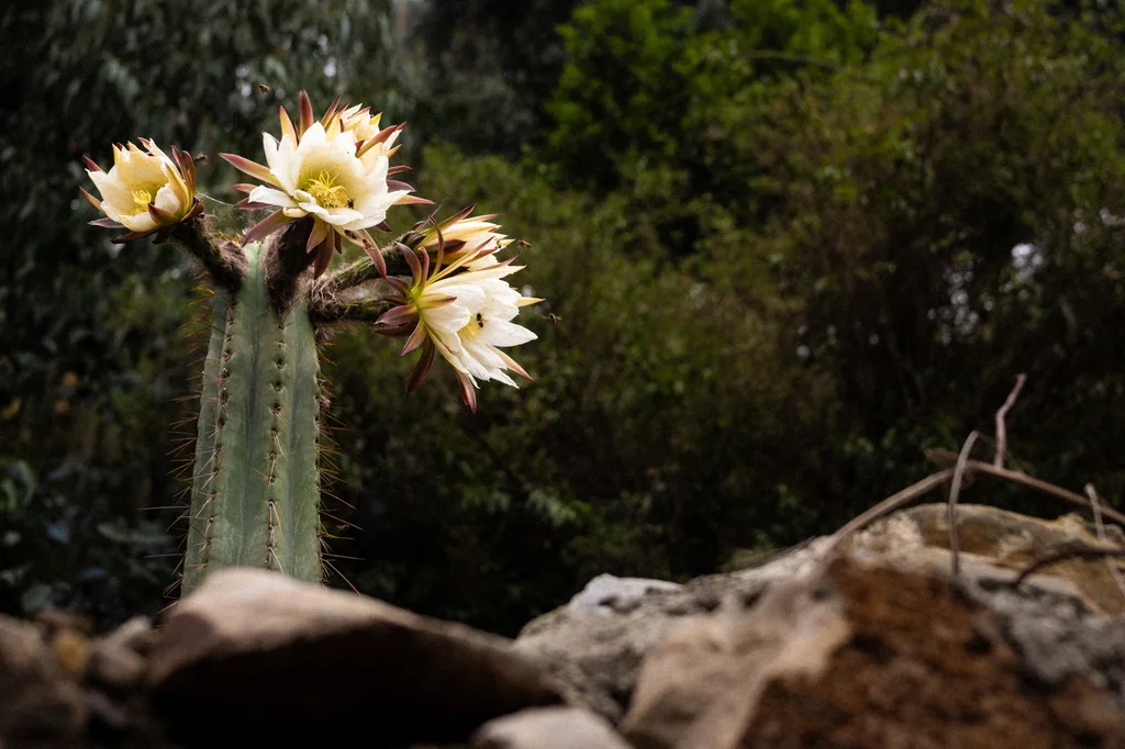 A flowering San Pedro cactus