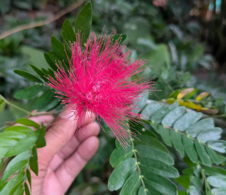 A hand holding a bright pink Bobinsana flower with fine, feathery petals
