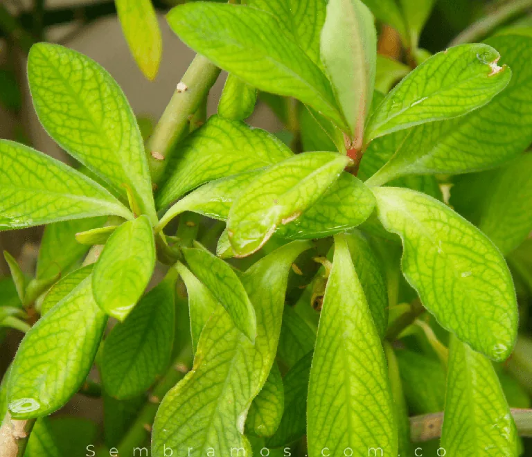 Bright green, glossy leaves of Planta de la Vida