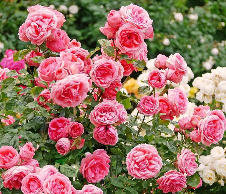 A bush of full pink roses in bloom